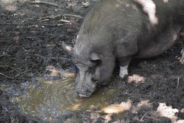 在面对公牛 在面对公牛